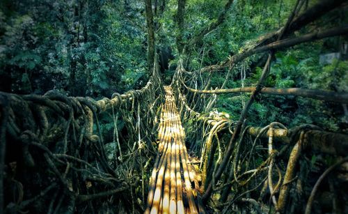 Panoramic shot of forest