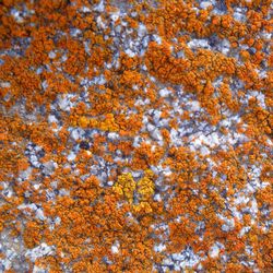 Low angle view of autumn tree