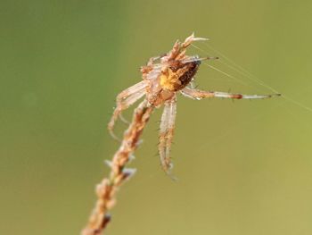 Close-up of spider