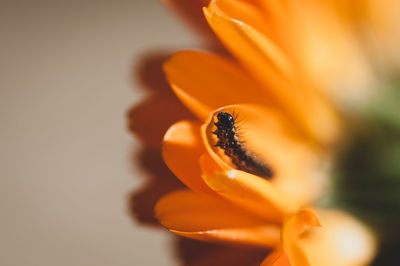 Close-up of insect on flower