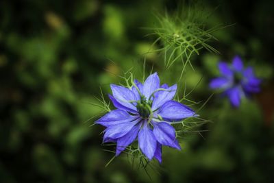 Close-up of purple flowers