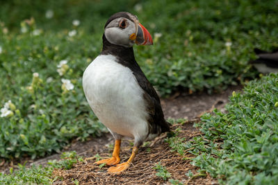 Puffin skellig michael