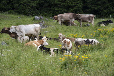 Cows on field