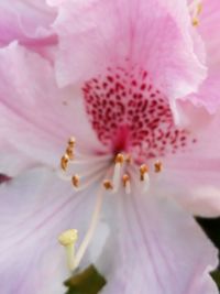 Close-up of pink flower petal