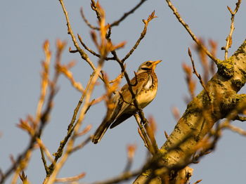 The fieldfare turdus pilaris on a branch. close-up on fieldfare on a tree. singing bird on a branch.