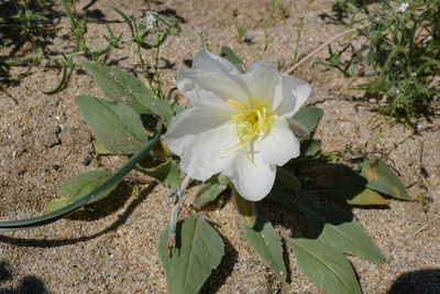 Close-up of flower against blurred background