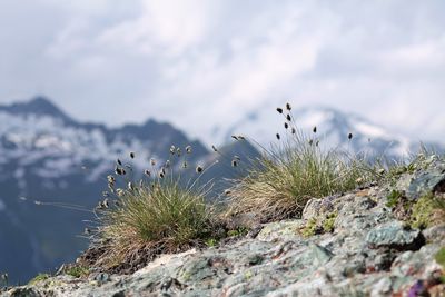 Close-up of plants on rock against sky