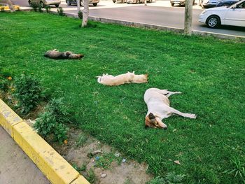 High angle view of dog relaxing on grass