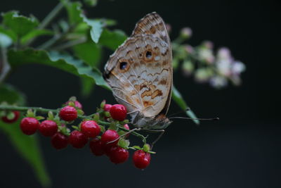 Close-up of butterfly pollinating on flower