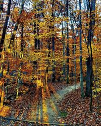 Trees in forest during autumn
