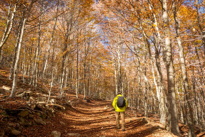 Rear view of man walking in forest during autumn