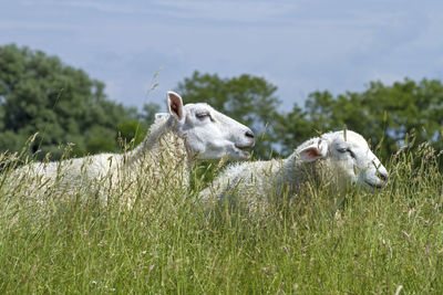 Close-up of sheep on field against sky