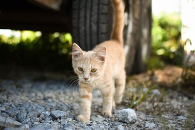 Portrait of cat