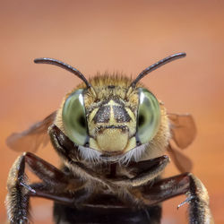 Giant bee close up detailed with isolated background