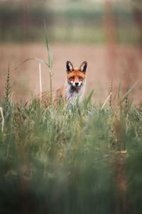 Portrait of an animal on field