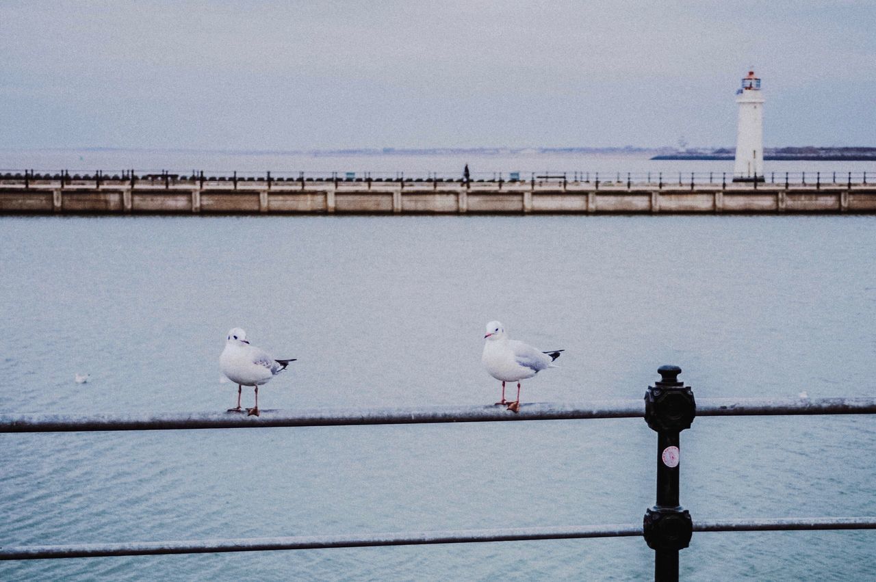 bird, animal wildlife, animals in the wild, water, animal themes, perching, architecture, outdoors, day, built structure, sky, no people, bridge - man made structure, nature