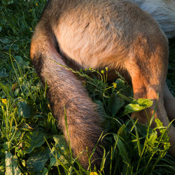 Animal body part, close up of furry dog tail and rear legs in grass