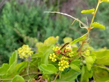 Close-up of insect on plant