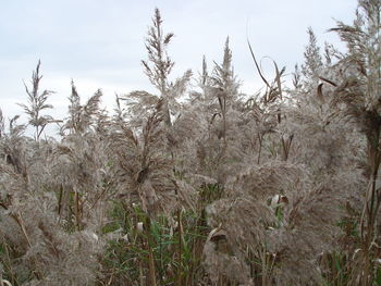 Plants growing on field against sky