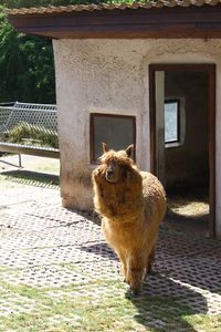 Cat looking away in a building