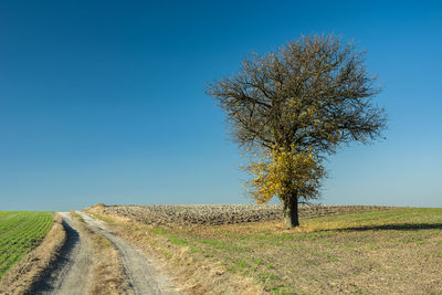 Autumnal tree on the field, dirt road and blue sky.