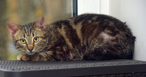 Close-up portrait of a cat