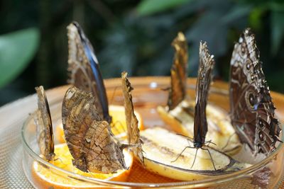 Close-up of food on table