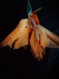 Close-up of hibiscus flower against black background