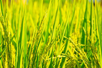 Close-up of wheat growing on field