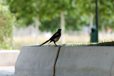 Close-up of bird perching on retaining wall