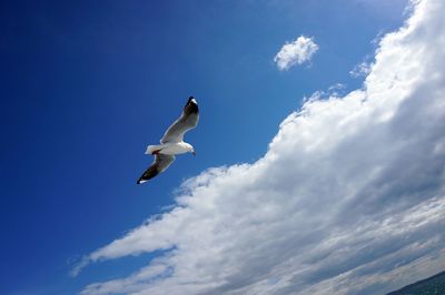 Low angle view of seagull flying against sky