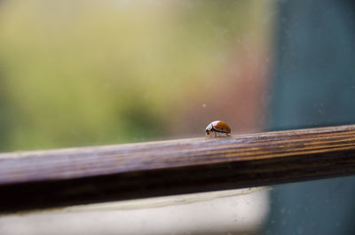 Close-up of ladybug on wood