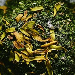 Close-up of lizard on tree