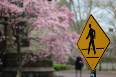 Close-up of yellow flowers on road