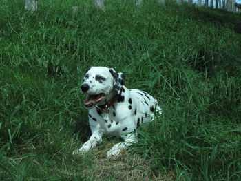 Dog sitting on field