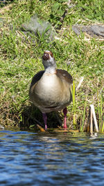 Bird perching on a lake