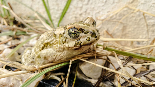 High angle view of lizard