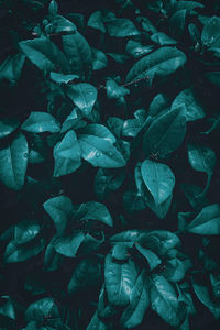 Full frame shot of leaves in water