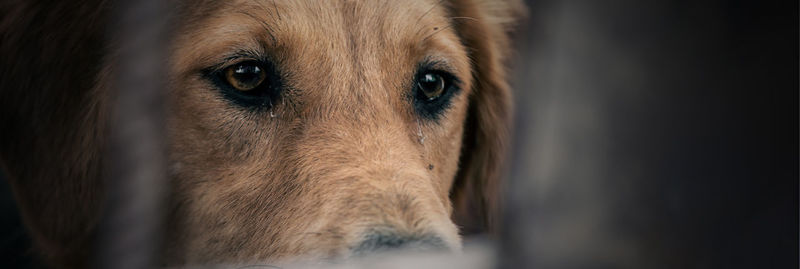 Dog in animal shelter waiting for adoption. dog behind the fences. dog in animal shelter cage.