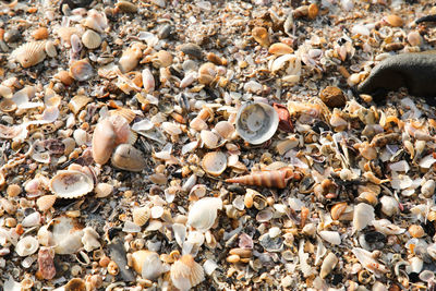 Close-up of pebbles on beach