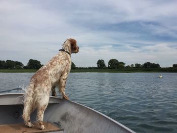 Dog looking at swan