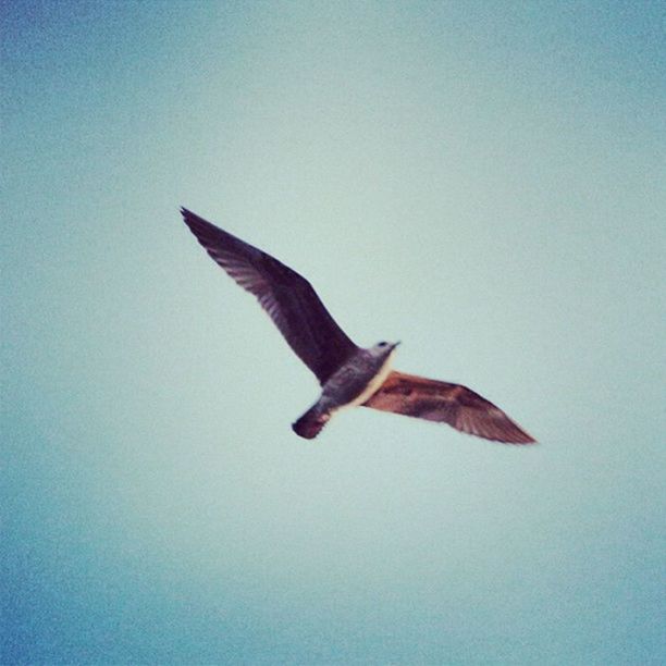 flying, bird, spread wings, animal themes, animals in the wild, one animal, wildlife, mid-air, low angle view, clear sky, copy space, seagull, blue, nature, flight, full length, motion, freedom, sky, on the move