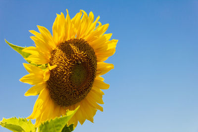 Low angle view of sunflower against clear blue sky