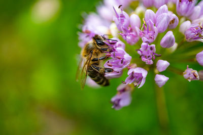 Close-up of bee pollinating on pink flower