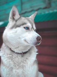 Close-up portrait of dog looking away