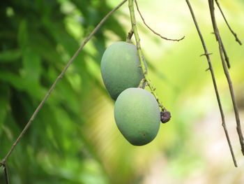 Close-up of mangoes hanging on tree