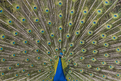 Full frame shot of peacock