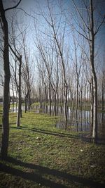 Bare trees on field