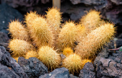 Close-up of cactus growing on rock