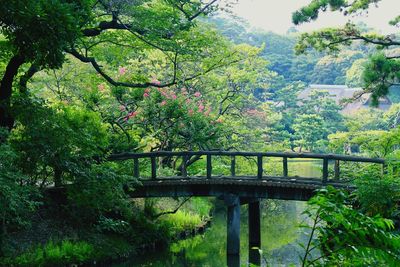 Bridge in forest